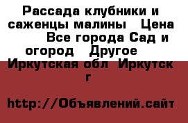 Рассада клубники и саженцы малины › Цена ­ 10 - Все города Сад и огород » Другое   . Иркутская обл.,Иркутск г.